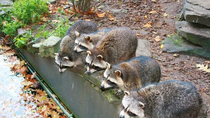 how long can a raccoon live without water