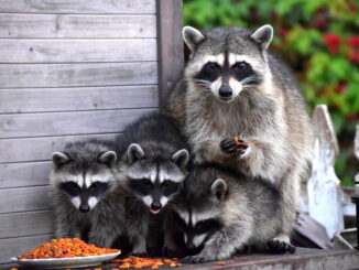 how long can racoons survive without food