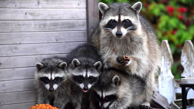 how long can racoons survive without food