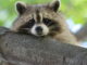 how smart is a raccoon