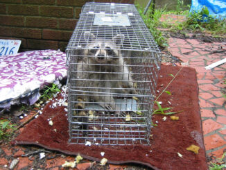 how to catch a raccoon in a live trap