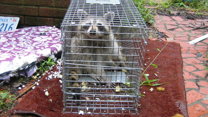 how to catch a raccoon in a live trap