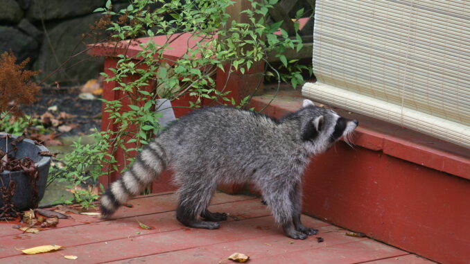 how to get rid of raccoon living under the deck