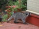 how to get rid of raccoon living under the deck