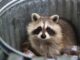 how to keep raccoons out of trash