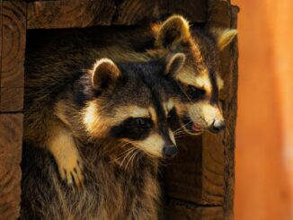 how to tell if a racoon is male or female