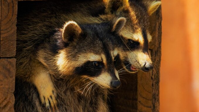 how to tell if a racoon is male or female