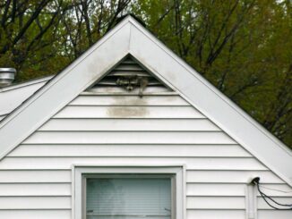 raccoon in attic