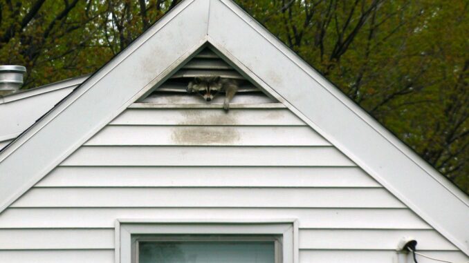 raccoon in attic