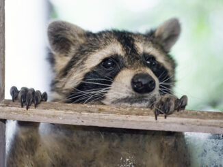 raccoon scratching at window