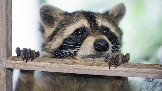 raccoon scratching at window