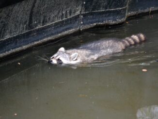 raccoon swimming