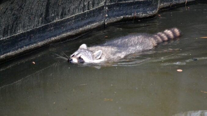 raccoon swimming