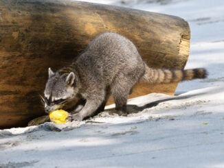 raccoons favorite food