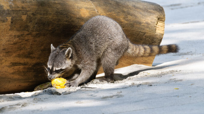 raccoons favorite food