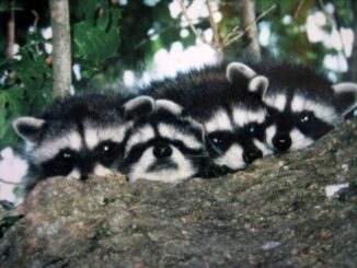 raccoons with their babies