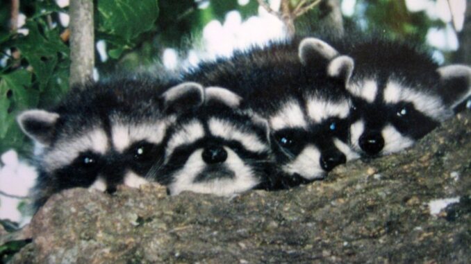 raccoons with their babies