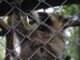 racoon climbing fences