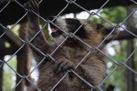 racoon climbing fences