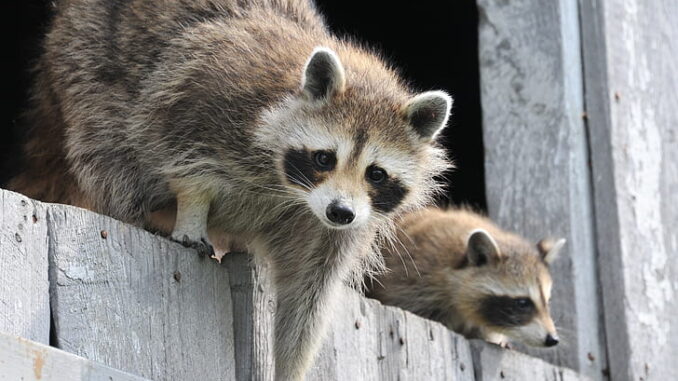 racoon climbing on wall