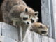 racoon climbing on wall