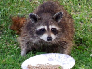 racoon eating sunflower seeds