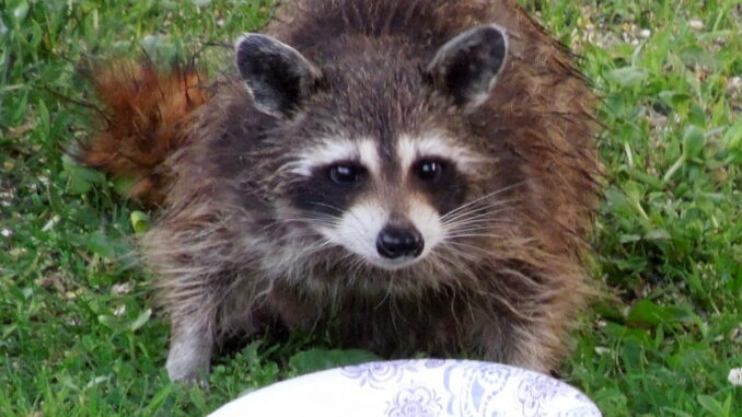 racoon eating sunflower seeds