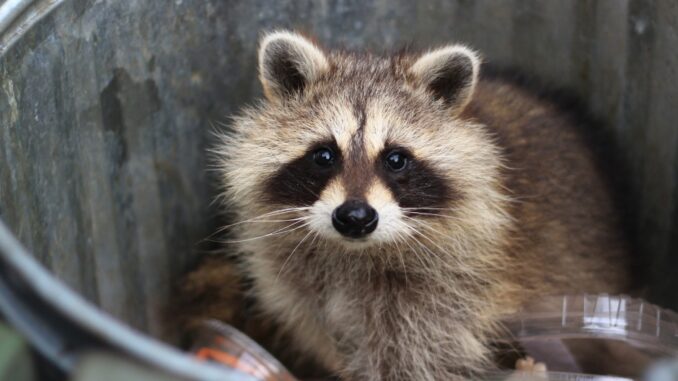 racoon in yard