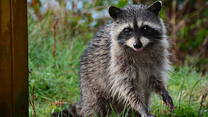 what do raccoons hate the most