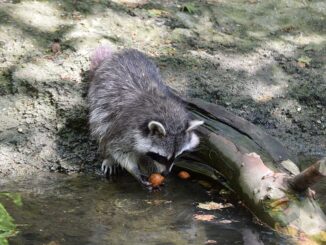 why do raccoons wash their food