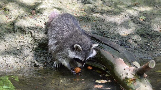 why do raccoons wash their food