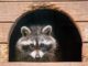 Can Raccoons Open Doors