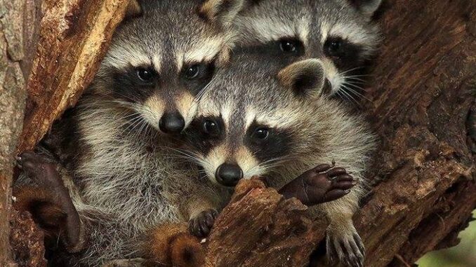 Raccoon Nest Photos