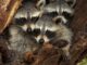 Raccoon Nest Photos