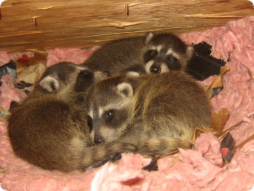 What does a raccoon nest in the attic look like