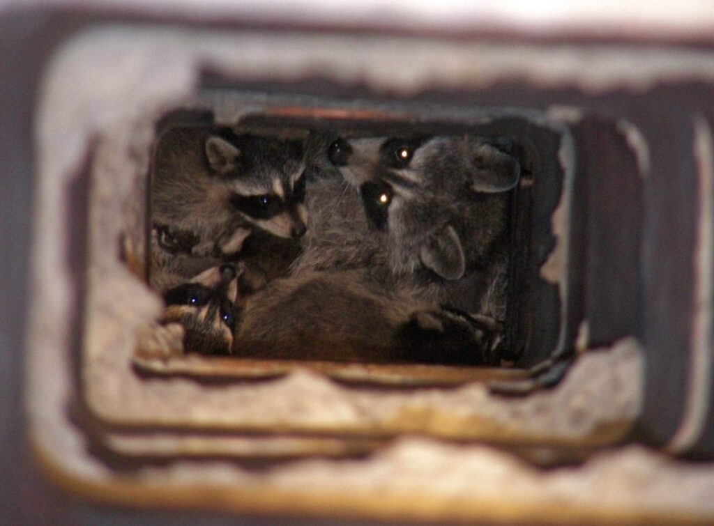 What does a raccoon nest look like in a chimney