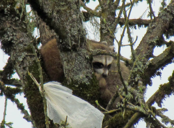 What does a raccoon nest look like in a tree