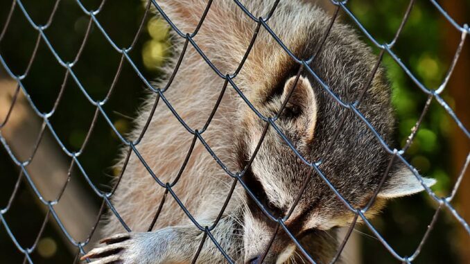 can raccoons climb chicken wire