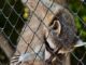 can raccoons climb chicken wire