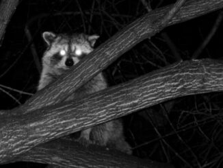 can raccoons see red light