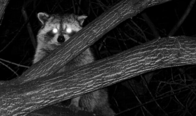 can raccoons see red light