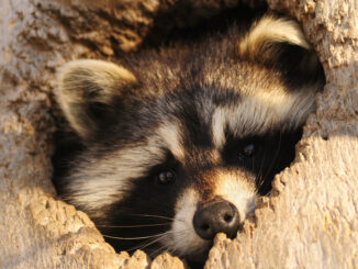 can raccoons squeeze into small spaces