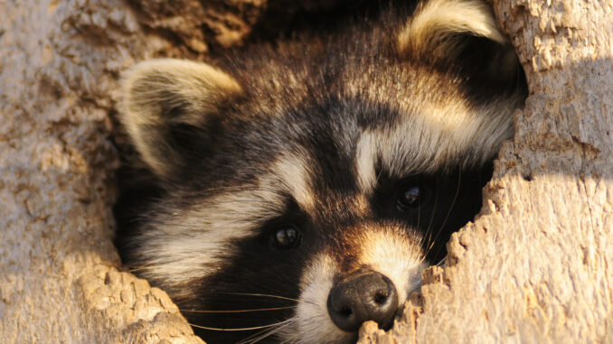 can raccoons squeeze into small spaces