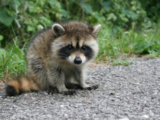 how can you tell how old a baby raccoon is