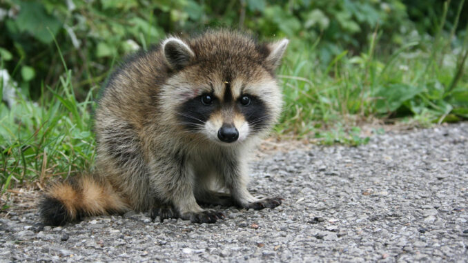 how can you tell how old a baby raccoon is