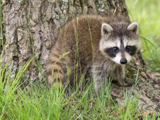 how can you tell if a baby raccoon is abandoned