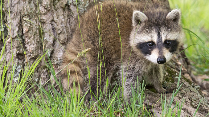 how can you tell if a baby raccoon is abandoned