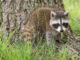 how can you tell if a baby raccoon is abandoned