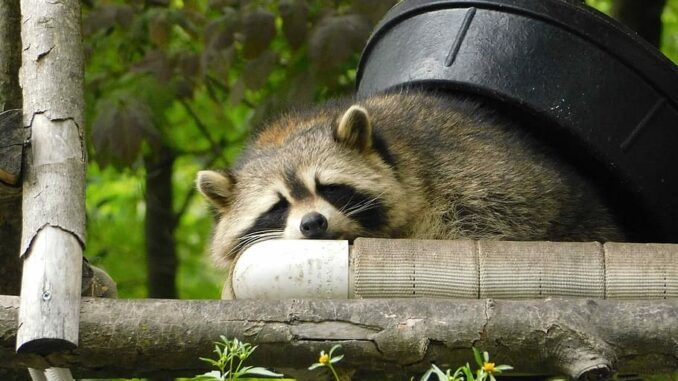 how much weight can a raccoon lift