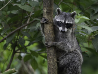 how to keep raccoons from climbing downspouts